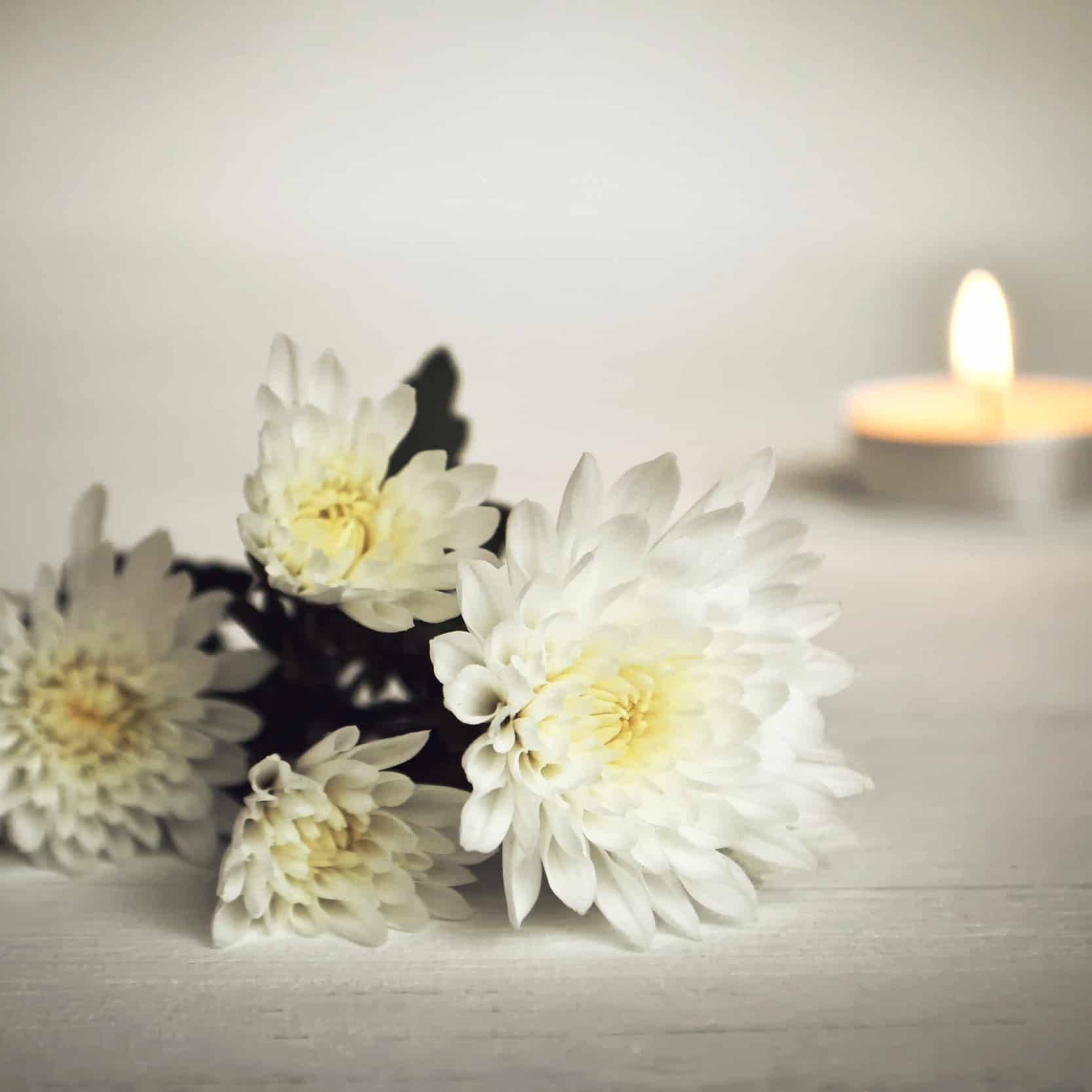 Ein Strauß weißer Chrysanthmen, im Hintergrund ein brennendes Teelicht.
